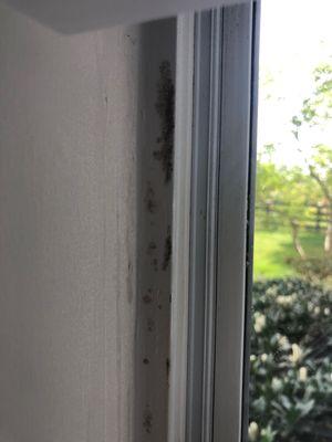 I regularly clean my windows with bleach, I've never had to do that anywhere I lived before.