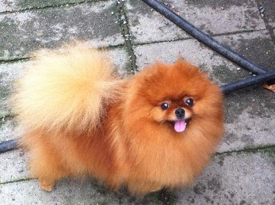 Beautiful red Pomeranian