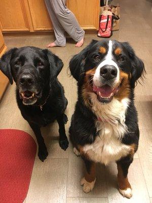 Buster and Maggie waiting for treats