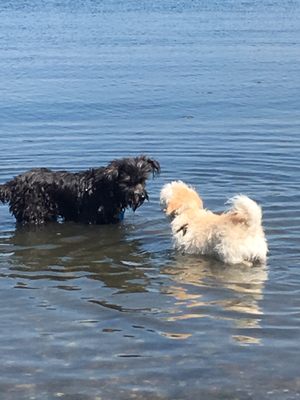 Shea and bailey cooling off