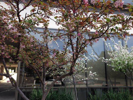 Eranthe Law Firm Spring Flowering Trees