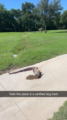 A dead fucking fish on the cart path