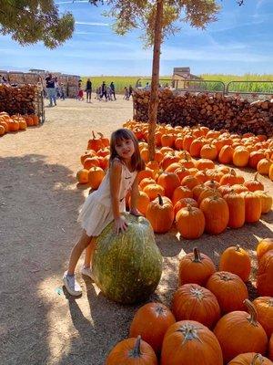 Pumpkin Patch field trip!