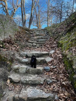 Aiko loves walks and hikes.