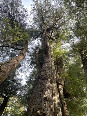 Very old 50 ft wide cedar tree