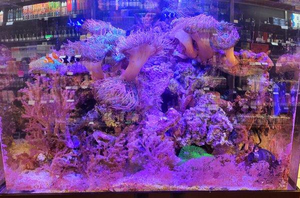 Ric's Reef