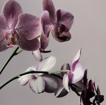 Orchid PT