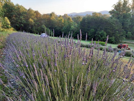 Blooming Lavender with Mountain View!