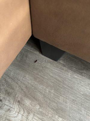 Cock roach that fell from out of the couch onto the floor