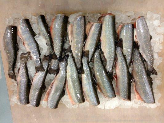 Maine Brook Trout is shipped across New England as it is the only commercially available brook trout on the market!