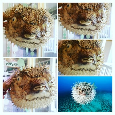 What the Shell?  Check these porcupine puffer fish!!