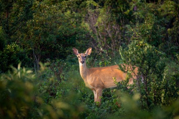 Carolinas Deer Shield