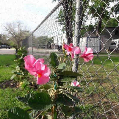 Colorful flowers.... a sign of springtime at the Shady Rest R.V.Park.