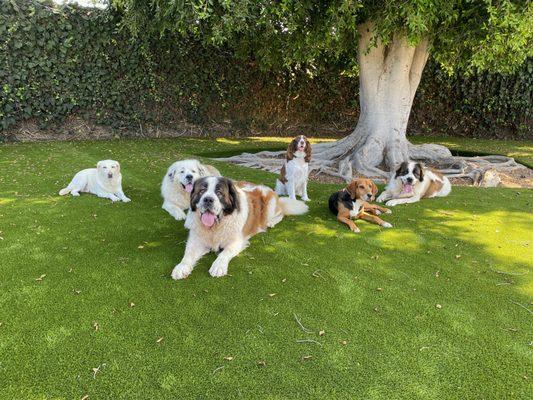 Some of our pups lounging in the shade under our big tree in the yard