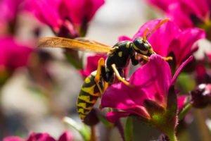 Bee and Wasp Control