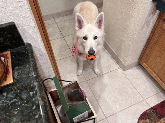 Sneaking her way into the kitchen.