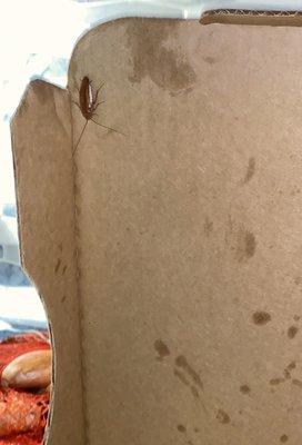 Cock roach in my pizza