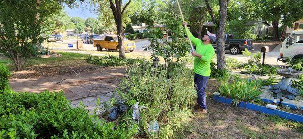 Montiels Tree Service