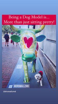 Dr. Smallz, a small, white, Maltese, puppy dog poses  with a colorful, cow statue. There are 75 cow statues in the 2023 Boston Cow Parade!