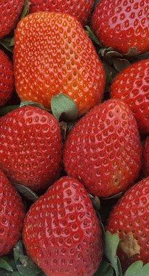 Fresh picked daily Strawberries!