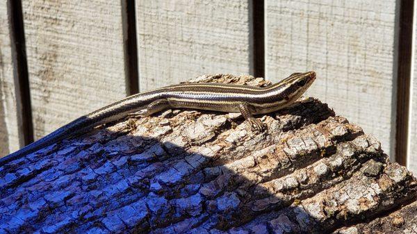 There are a lot of skinks this year!