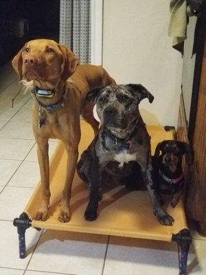 Thor, Majestic, Penny Placing