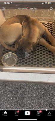 AN ENGLISH MASTIFF PUPPY IN A 2x4 CAGE