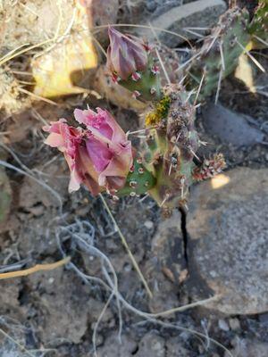 Gunnison Gorge Wilderness