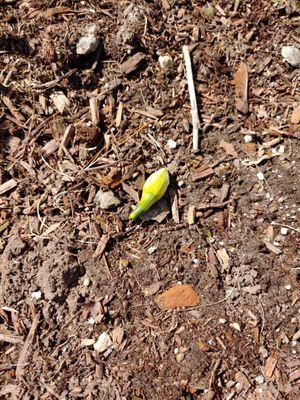 That is the bud of a daffodil that live through the snow storm last week but could not live through the Carnage of this Landscape Company