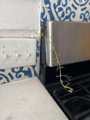 Plants growing through walls/electrical sockets. Their solution was to trim the plants outside?