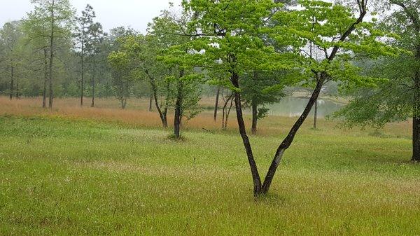 10 Acres In Turnerville Farms