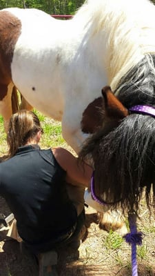 Katie working on Sissy, a Gypsy Percheron Cross Mare