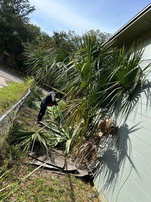 Tree trimming