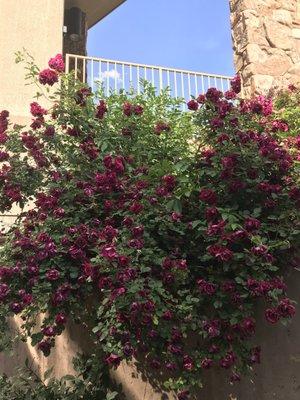 Welcoming entrance with different blooming flowers and trees