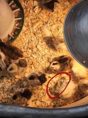 The deceased chick being stomped on by the other chicks