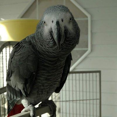 Tudie Fruity our African Gray Parrot says "Hello" and tons more.