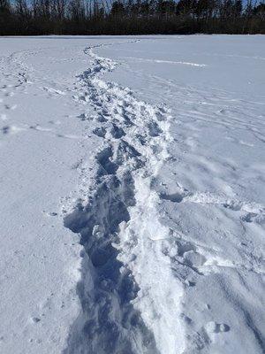 Walking path trough the baseball field.