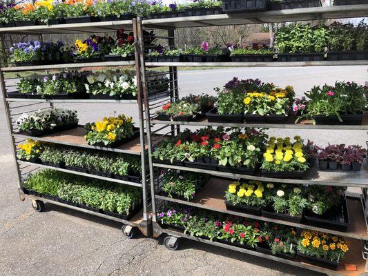 Racks of plants ready for the garden