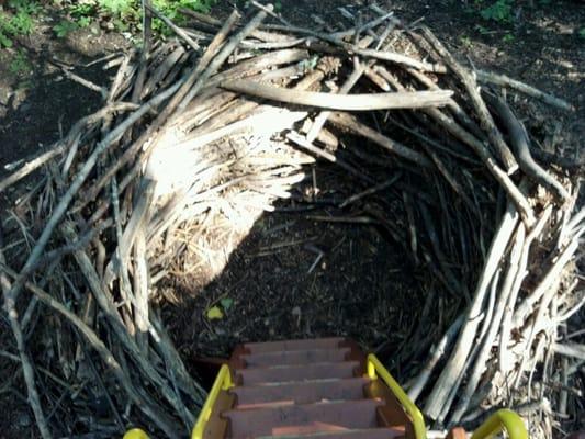 Replica of a bald eagle nest.