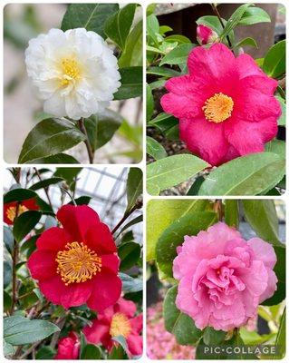 01.07.23 camellias in bloom during winter season