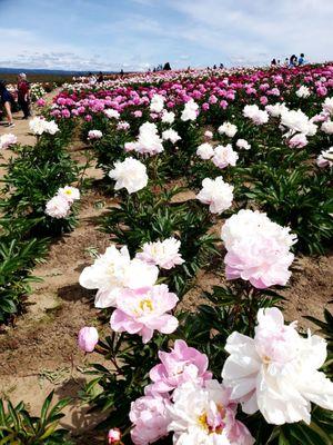 Peonies at Glencoe Farms