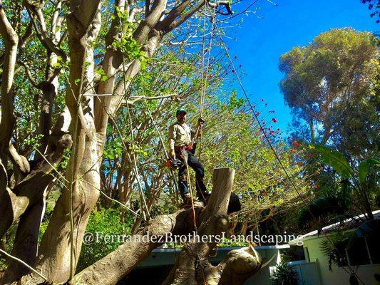 Meet Boni ! 12+ years of experience cutting trees down. Just another day cutting trees in Malibu.