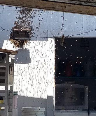 Bee swarm entering wall