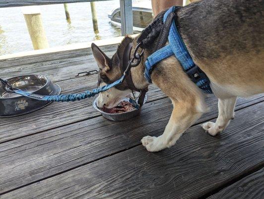 Happy pup enjoying his food