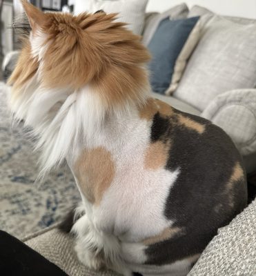 The day of her cut. How crazy that her skin is calico!