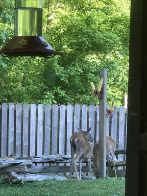 3 baby deer dropped by