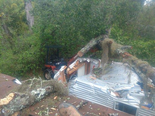 Removing tree from shed