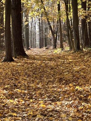 Lake trail