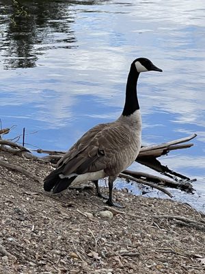 Wildlife in Hager Pond behind Wayside Country Store  Part Country Store from 1790 part Old Time Candy Shop  in Marlborough MA.