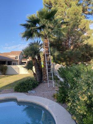 Some palm trees are known as self-cleaning. However, you still might need to prune in certain situations.